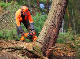 Best Tree Cabling and Bracing  in White House, TN
